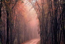 手机买股票开户怎么办理:股票配资相关网址-券商秋季策略会密集发声 A股市场整体趋势向好 景气成长类资产仍是市场主线